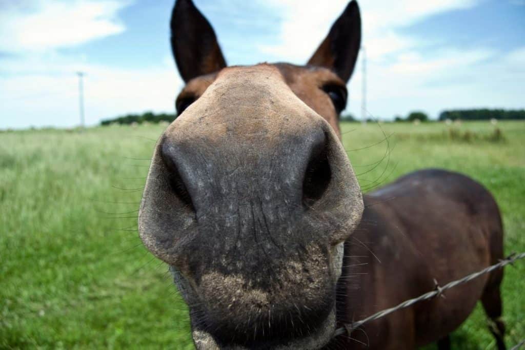 closeup picture of a donkey nose