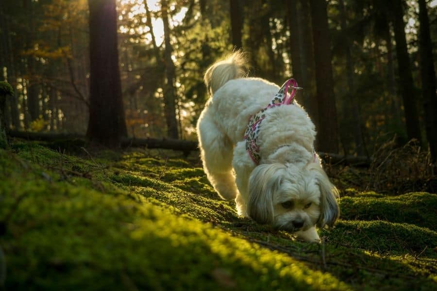 cinematic bokeh on a dog frame from a video shooting