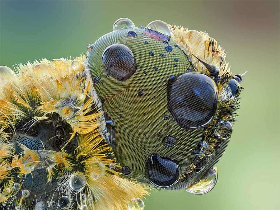 ultra macro photography. of a fly head