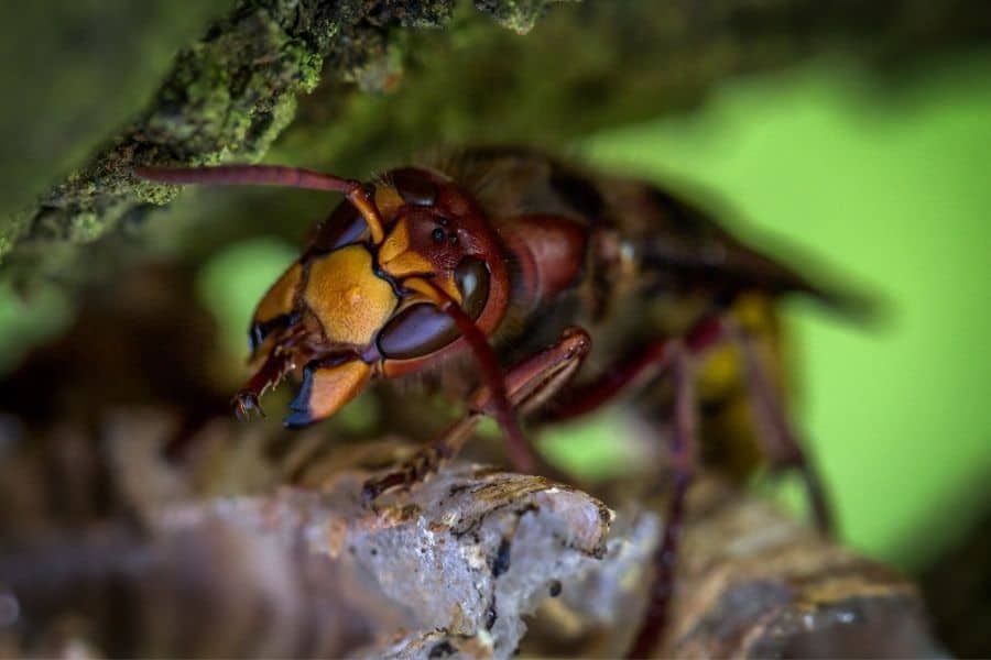 wasp looking into moss