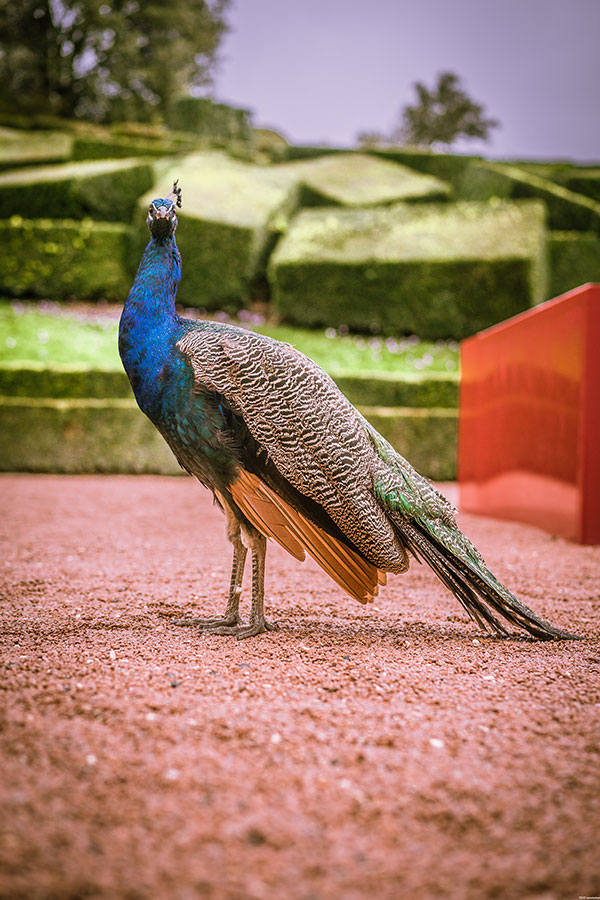 peacock with a shallow depth of field at 55mm