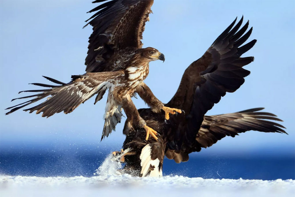 eagles fighting telephoto shoot