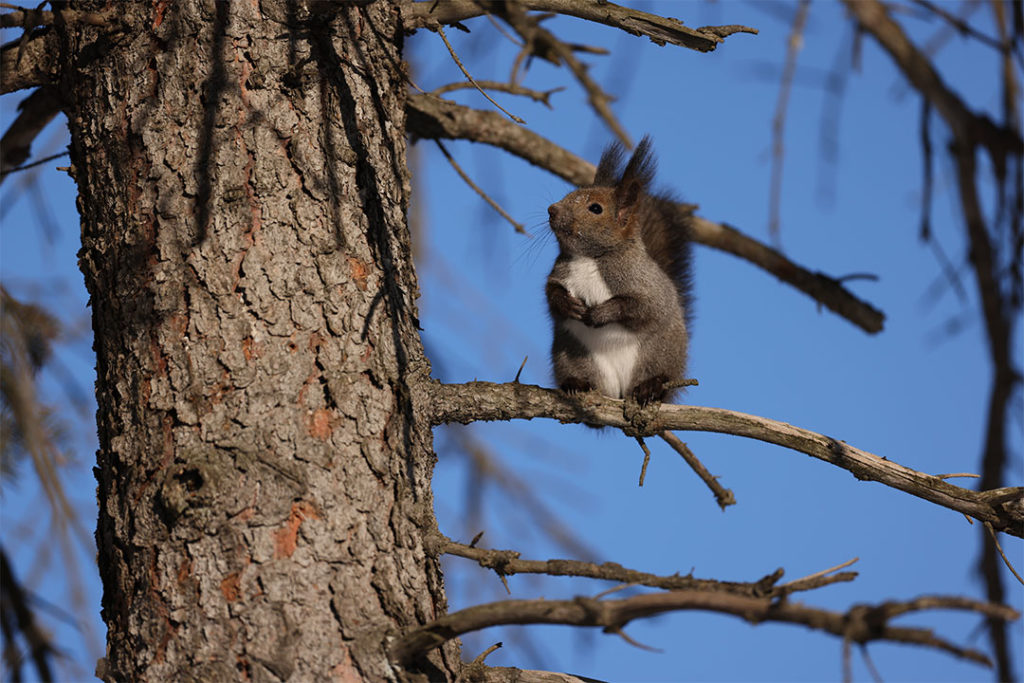 sample photograph of a squirrel with the canon rf 400mm f2.8 lens